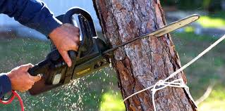 Best Tree Removal Service  in Sa Loma, CA