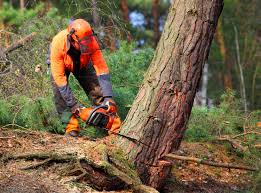 Best Storm Damage Tree Cleanup  in Sa Loma, CA