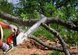 Best Seasonal Cleanup  in Sa Loma, CA