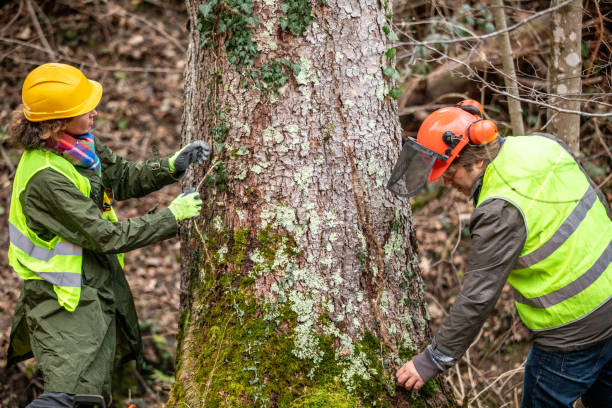 Best Tree Cabling and Bracing  in Sa Loma, CA