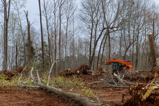 Casa Loma, CA Tree Services Company