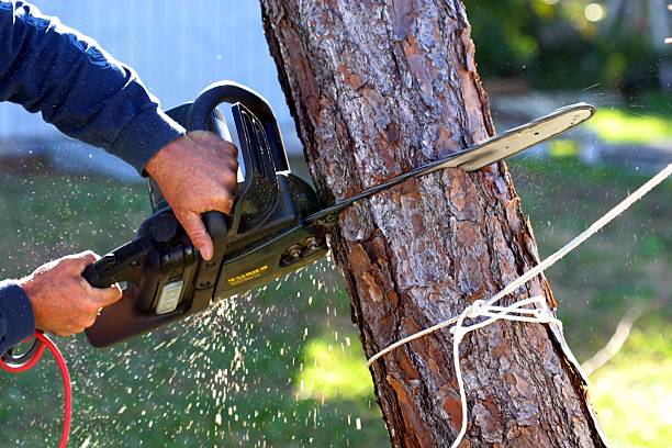 Best Tree Preservation Services  in Sa Loma, CA