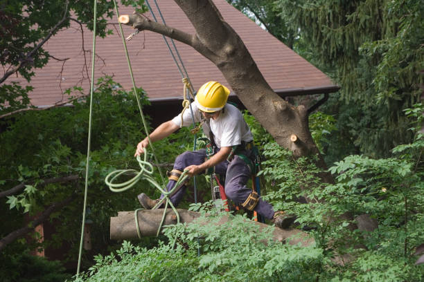 Best Hazardous Tree Removal  in Sa Loma, CA