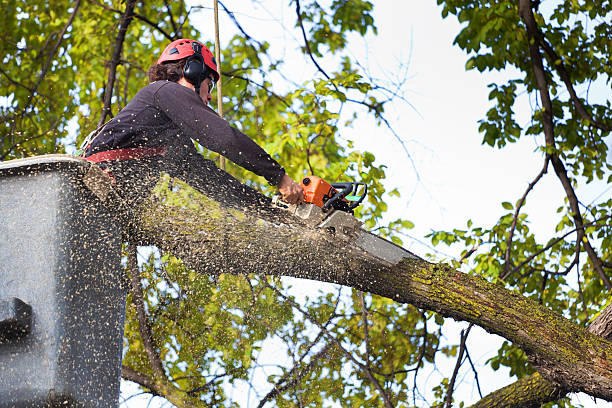 Best Stump Grinding and Removal  in Sa Loma, CA