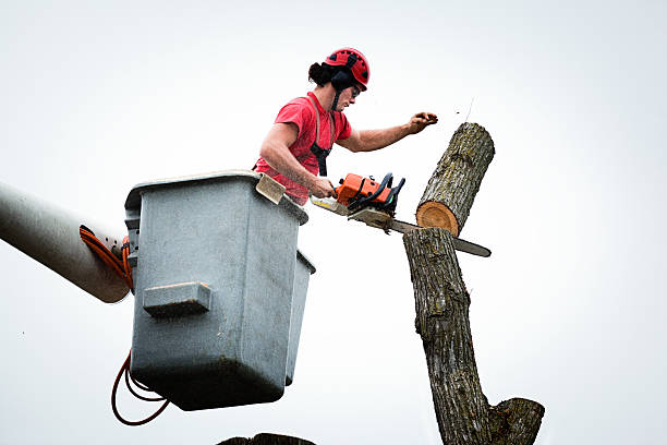 How Our Tree Care Process Works  in  Casa Loma, CA