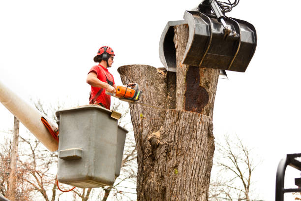 Best Fruit Tree Pruning  in Sa Loma, CA