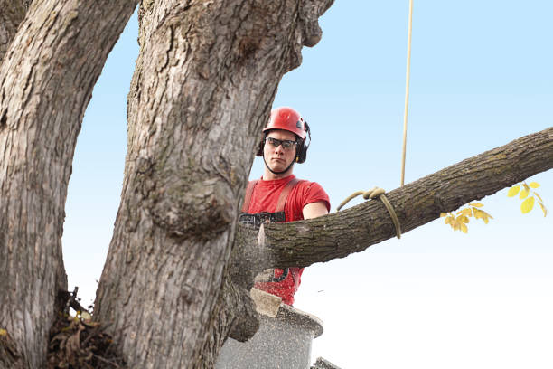 Best Tree Maintenance Programs  in Sa Loma, CA